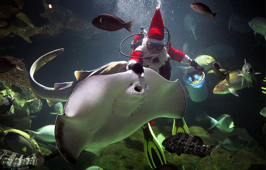 A Santa diver feeds one big ray and other residents of an aquarium in Chiang Mai Zoo © Fredrik von Erichsen/dpa